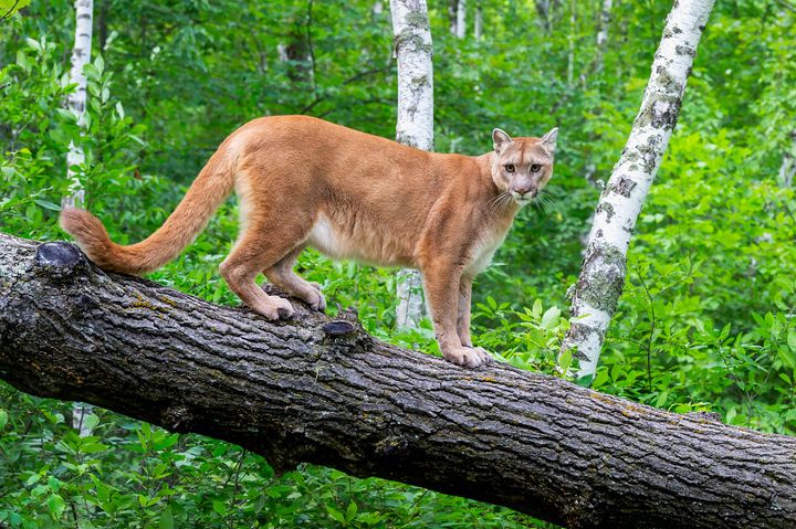 Cougar standing on tree trunk.