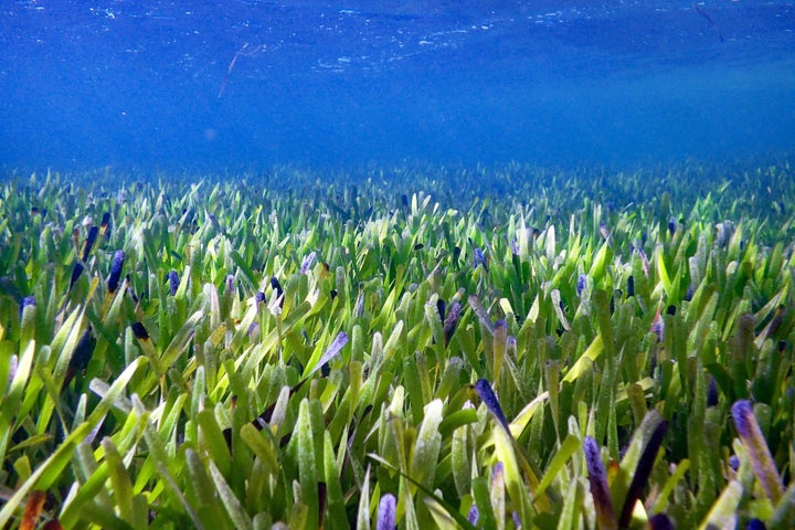 Scientists say the meadow of ribbon weed is all genetically identical after cloning itself to cover an area three times larger than Manhattan.