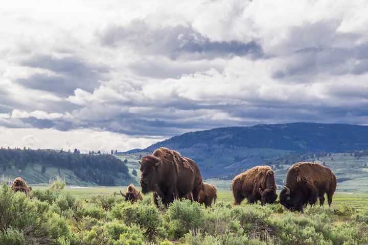 American bison in Lamar Valley, Yellowstone National Park, Wyoming.