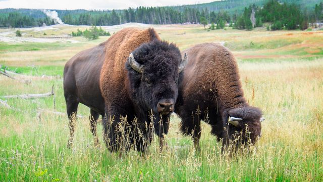 Bison Gores Woman In Yellowstone National Park.jpg