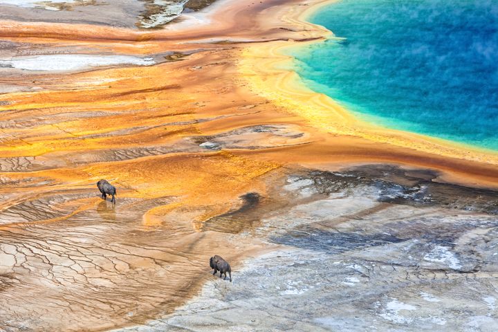 This picture shows the grand prismatic Geyser in Yellowstone National Park while two buffalo / American bison passing by