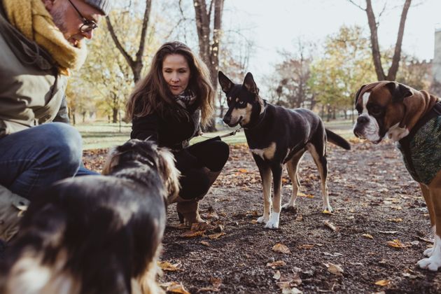 Don't feed other dogs without permission from their owners. 