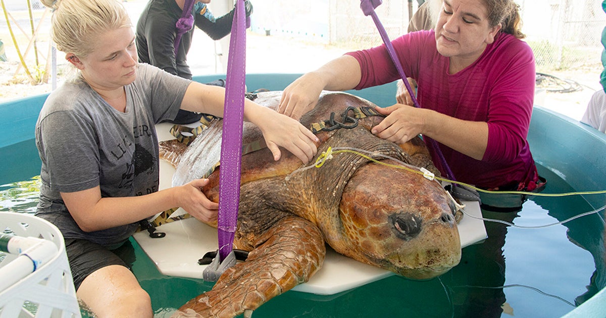 Pregnant Sea Turtle Attacked By Shark Gets To Deliver Eggs, Endures Surgery