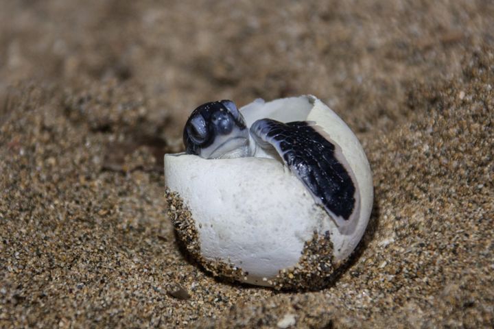 A small sea turtle when it leaves the egg.