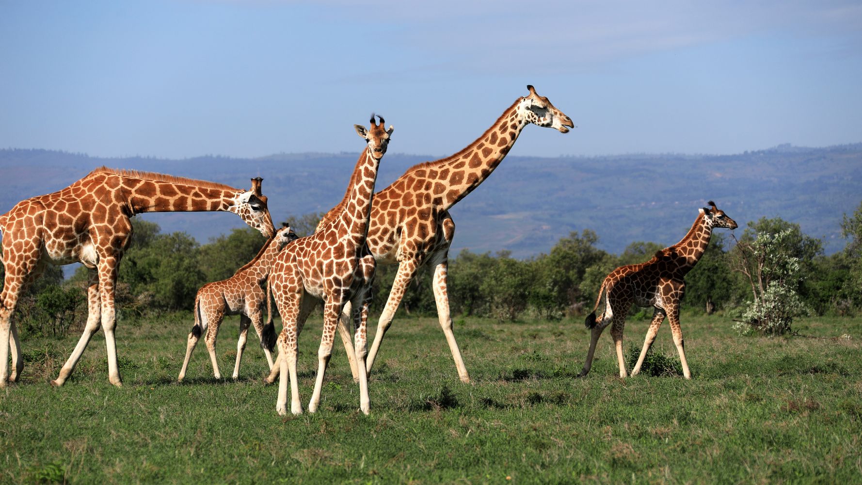 El origen del cuello de las jirafas podría estar en la selección sexual y no por el alimento