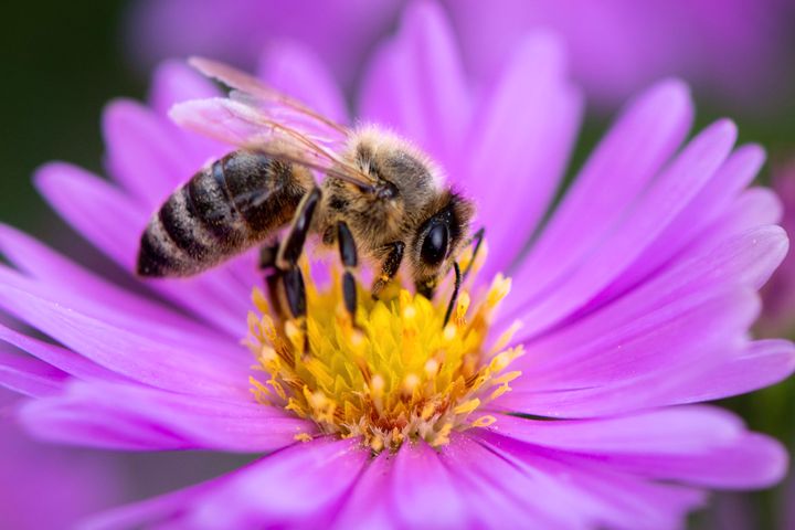 Bees can be legally considered “fish” for the purposes of a key state conservation law and afforded the same protections in California, a court ruled.