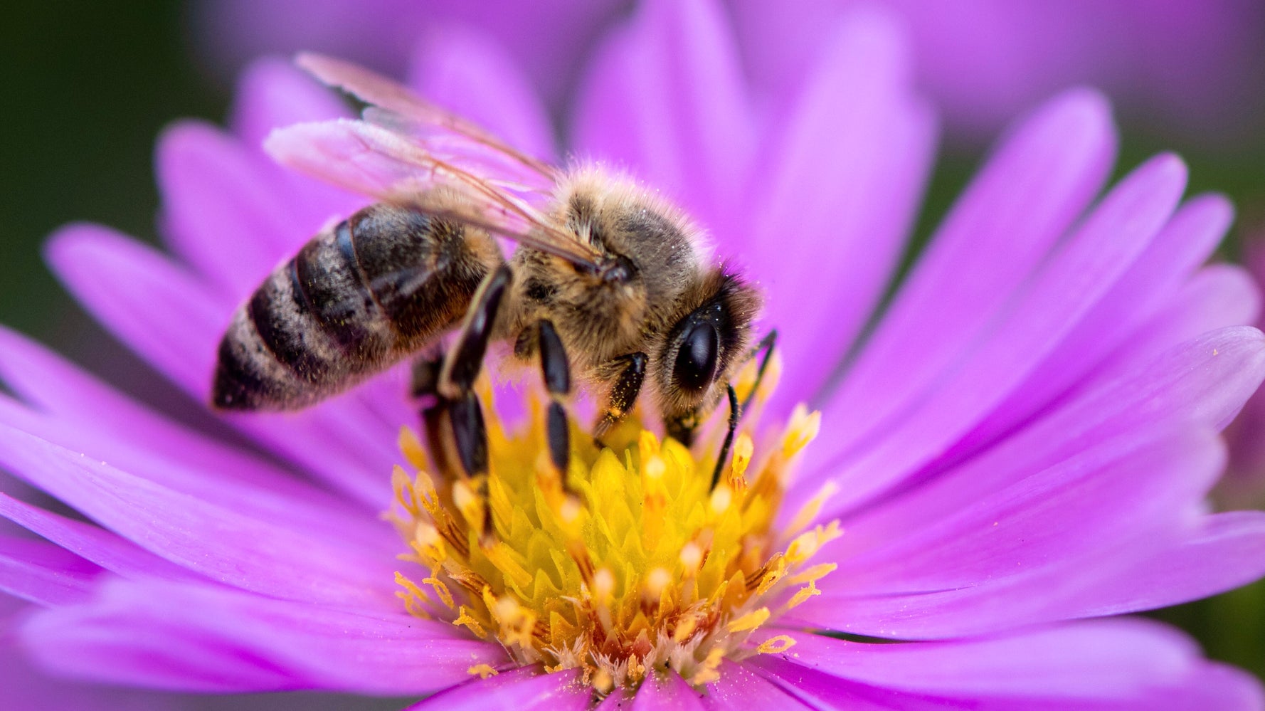 Court Rules That California Bees Can Be Fish And Have The Same Protections - Vimarsana News