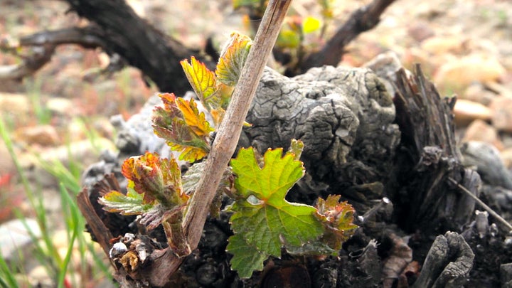 Amador Diez Verdejo Cuvée