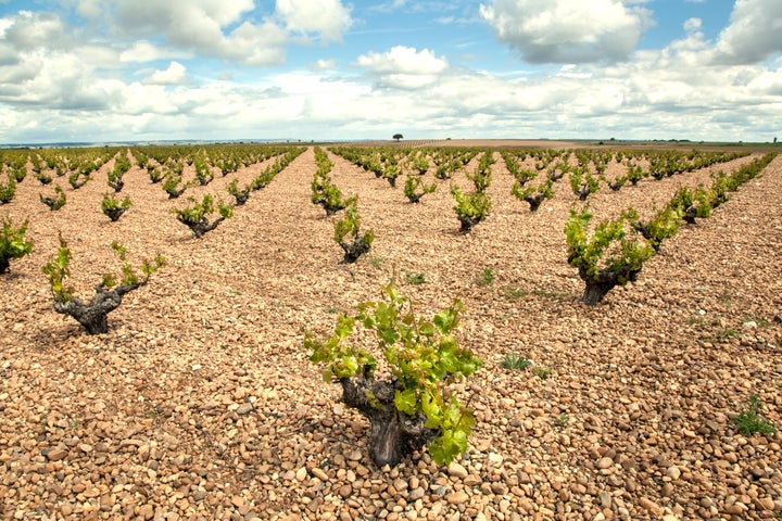 Amador Diez Verdejo Cuvée