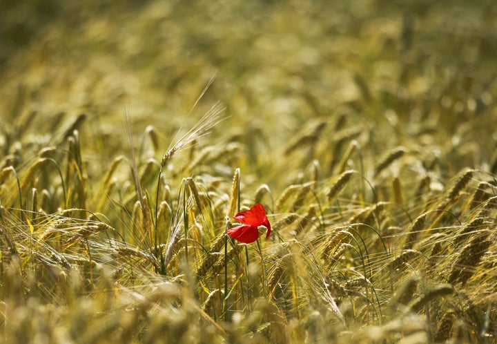 Campo de trigo en Bammental (Alemania), en junio de 2022.