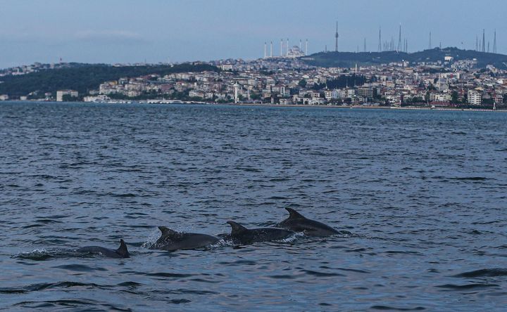 黒海へ移動するイルカたち（2020年5月26日撮影、トルコ・イスタンブール）