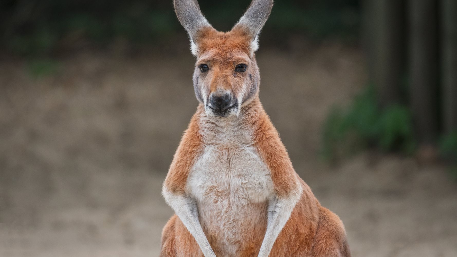 機嫌悪そうなカンガルーvs愛犬を守る飼い主 5分間の激闘が衝撃的 映像 ハフポスト World