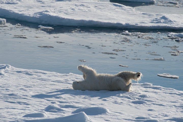 Polar bear walking on the ice in arctic landscape sniffing around.