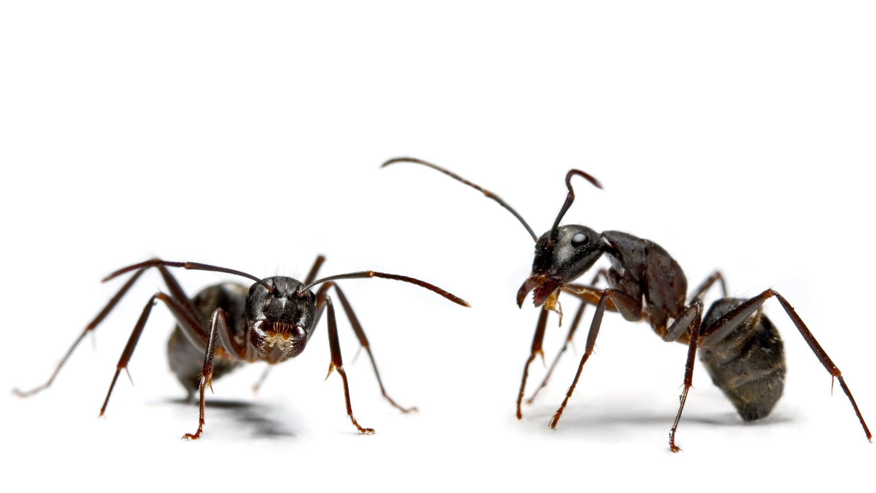 7 Items From Target To Buy Now If You Hate Bugs - Vimarsana News