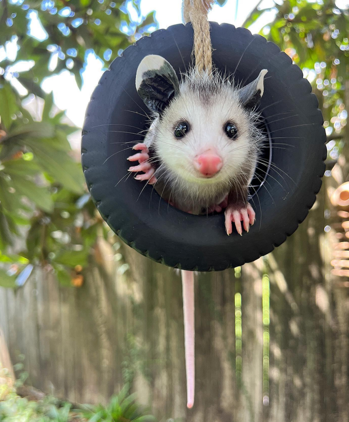 "Crouton the opossum, not quite ready to be wild, gets plenty of playtime to learn valuable skills for when he’s released," the author writes.