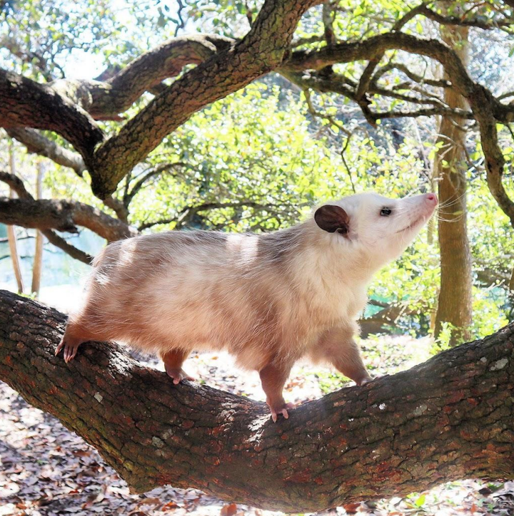 "Opossums climb trees, eat garbage, and keep to themselves," the author writes. "What could be better!"