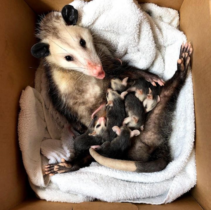 "Opossums are great parents," the author writes. "This mother arrived at Sesame the Opossum rescue with an injured shoulder. Once healed, she was released with her babies to live the wild and crazy life she deserves."