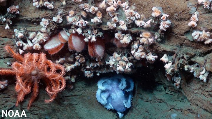 An octopus, sea star, bivalves and dozens of cup coral share an overhang in an area adjacent to the Hudson Canyon off the coast of New York and New Jersey. They are typical of the marine life in this area.