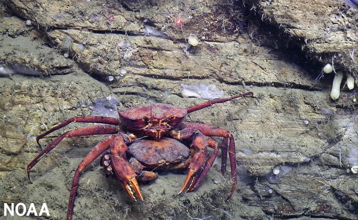 A pair of mating deep-sea red crabs rests on a ledge of a canyon wall in Hudson Canyon off the coast of New York and New Jersey.