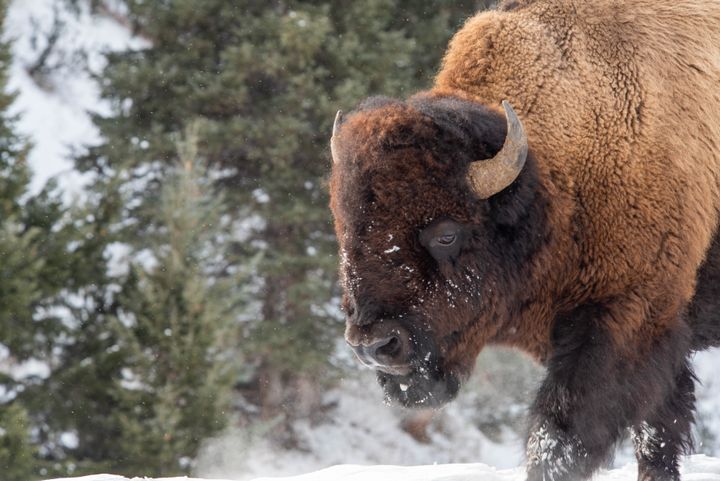 Bison roam in Yellowstone National Park in Wyoming on Feb. 1. Yellowstone Park is developing a new bison population management plan that could result in a decrease in the number slaughtered each year and transfer more to Native American tribes.