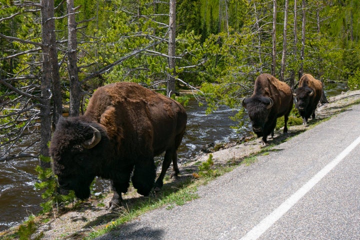 Bison walking along a highway in Yellowstone National Park.