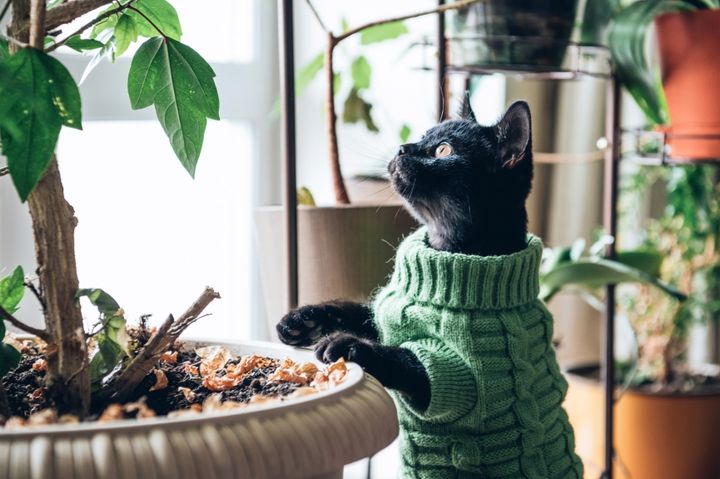 How to Keep Cats Out of Plants