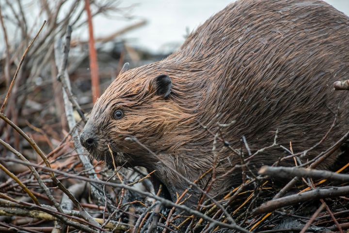 A beaver builds a dam in central Alaska.