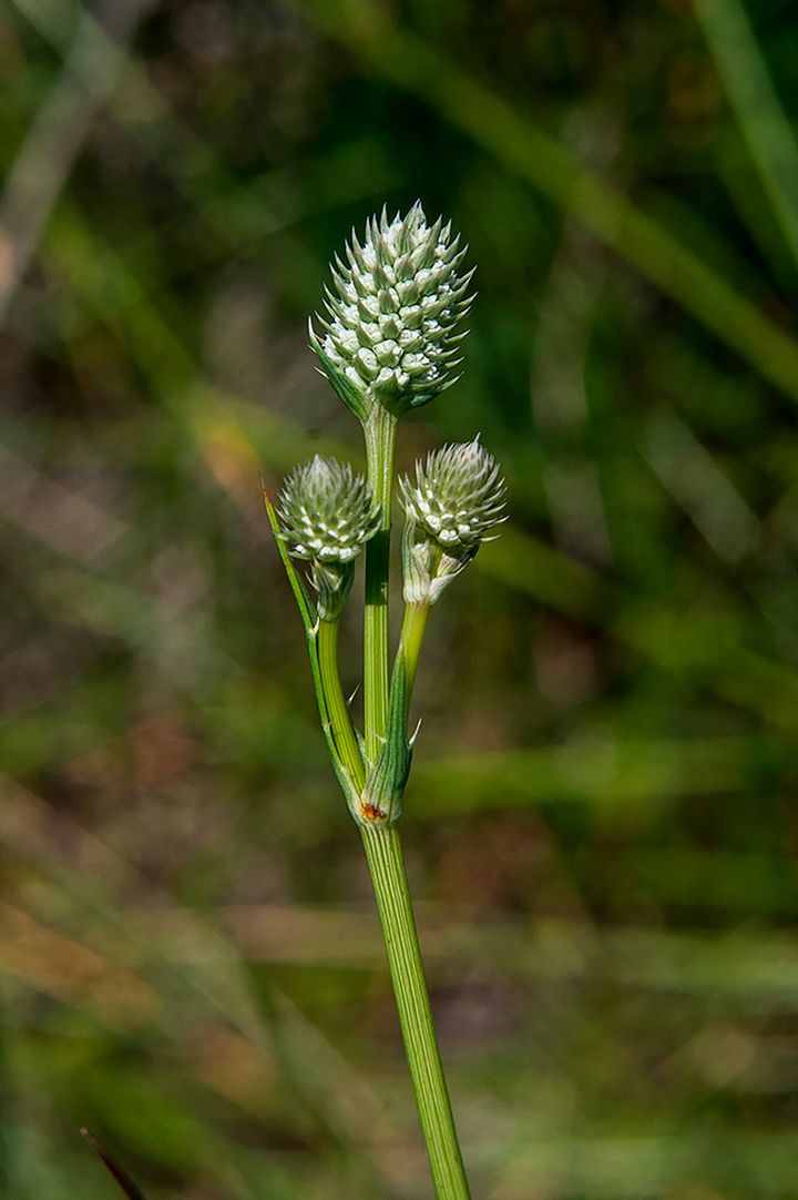 This undated image provided by Robin Silver shows the Arizona eryngo near Sierra Vista, Arizona.