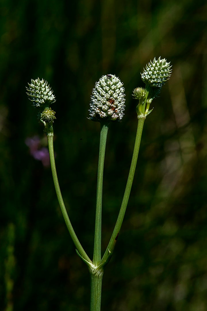 The U.S. Fish and Wildlife Service has placed the rare wetland plant on the federal endangered species list.