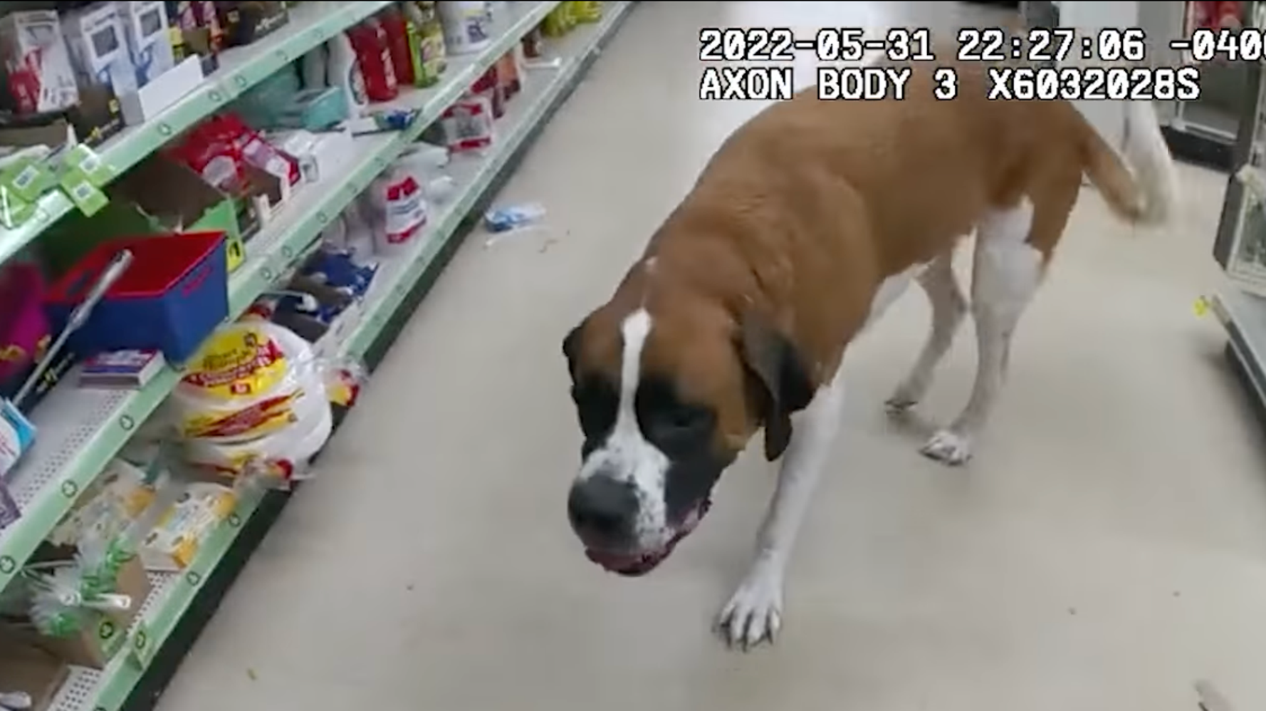 Lost ‘Giant Dog’ Rolls Up To Dollar General Store And Refuses To Leave Lost ‘Giant Dog’ Rolls Up To Dollar General Store And Refuses To Leave