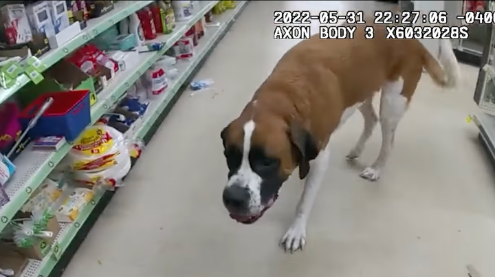 Lost Giant Dog Rolls Up To Dollar General Store And Refuses To