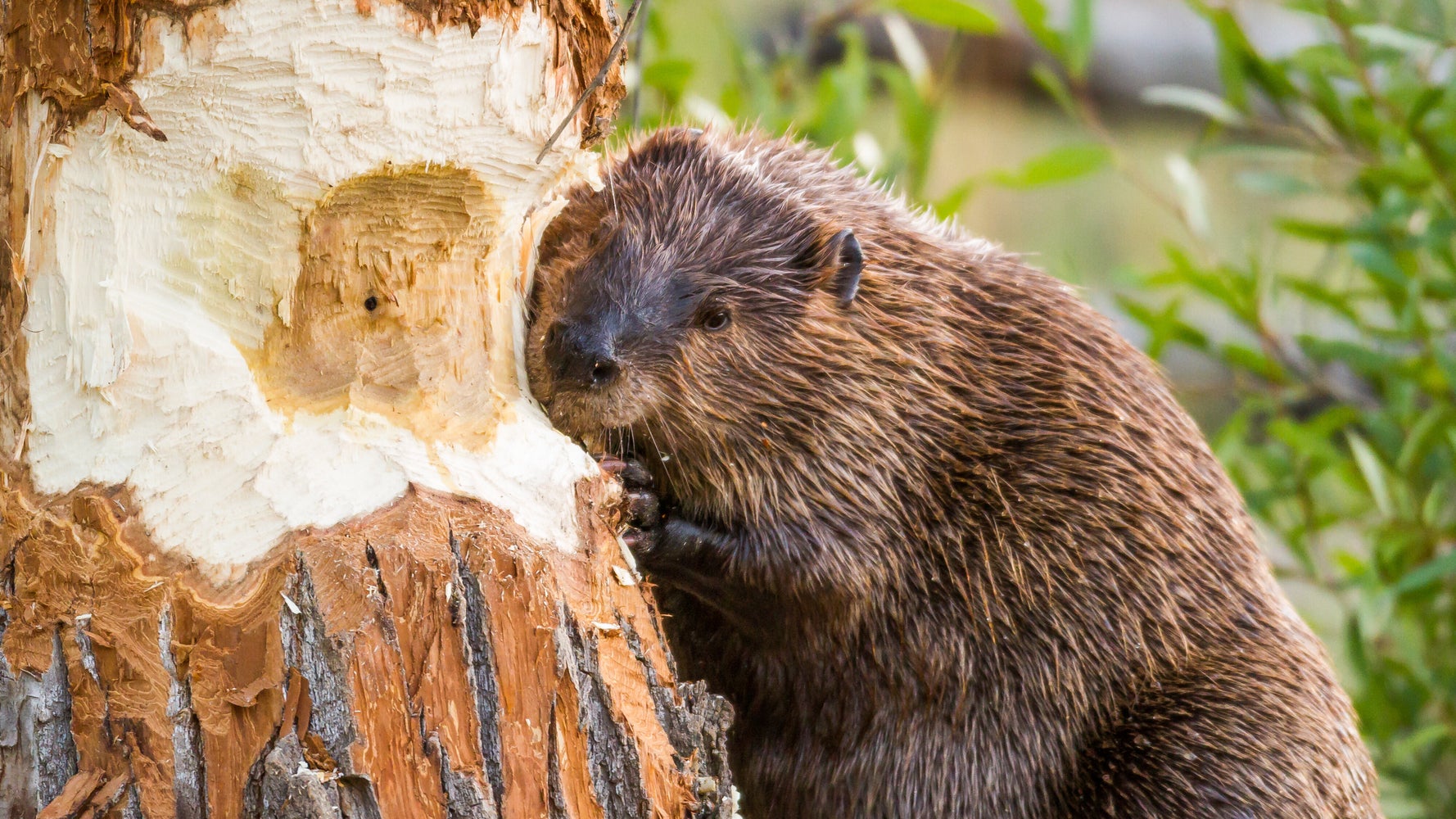 ビーバーが原因でネット障害 カナダで珍事 一体なぜ ハフポスト World ビーバーが原因でネット障害 カナダで珍事 一体なぜ ハフポスト World