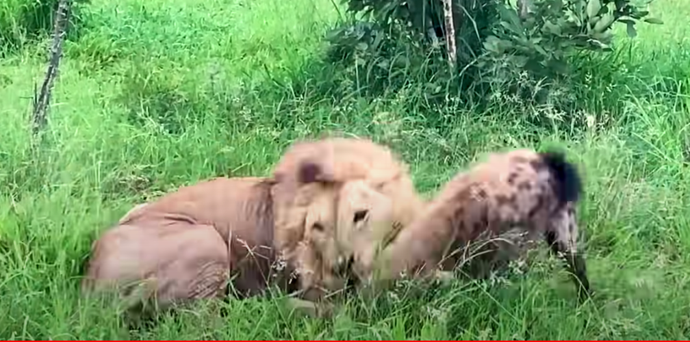 Hyena Caught In Lion’s Grip Makes Death-Defying Escape Attempt