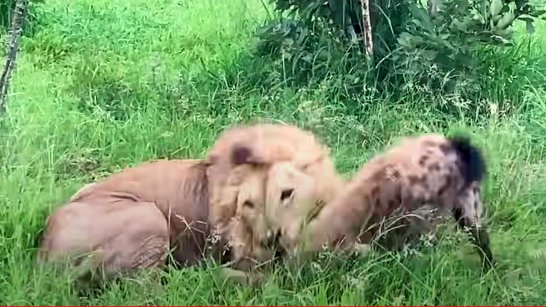 Hyena Caught In Lion’s Grip Makes Death-Defying Escape Attempt Hyena Caught In Lion’s Grip Makes Death-Defying Escape Attempt