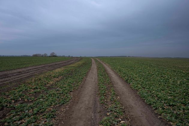 Un champs de blé dans l'ouest de l'Ukraine en mars 2022, dans la région de Lviv.