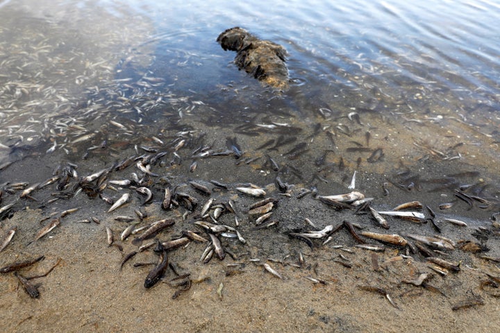 Imagen de archivo de peces muertos en La Manga del Mar Menor, en Murcia, el verano pasado.