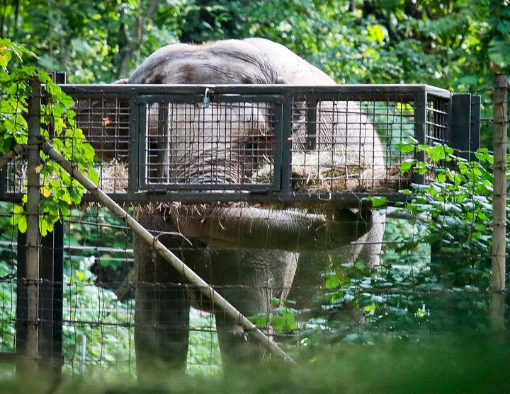Bronx Zoo elephant "Happy" feeds inside the zoo's Asia habitat in New York.