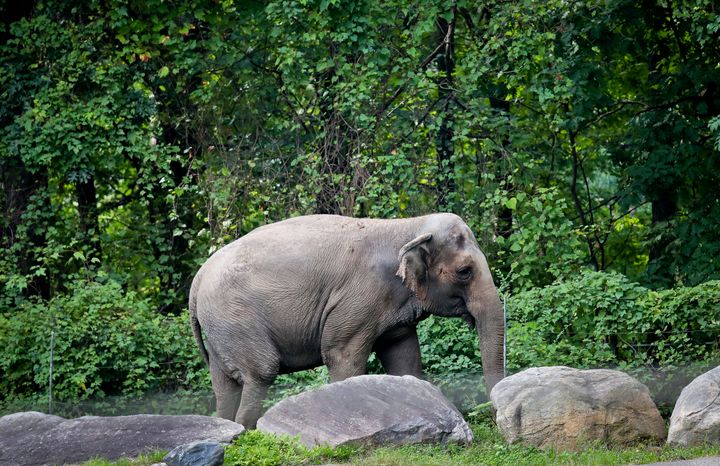 Bronx Zoo elephant "Happy" strolls inside the zoo's Asia Habitat in New York.