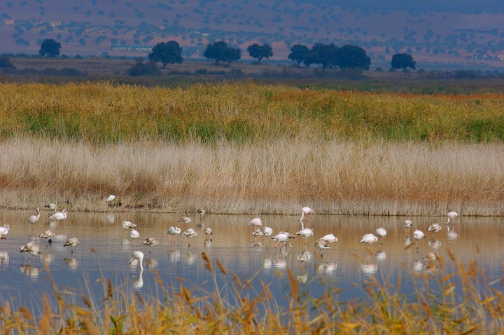La estampa del Parque Nacional de las Tablas de Daimiel.