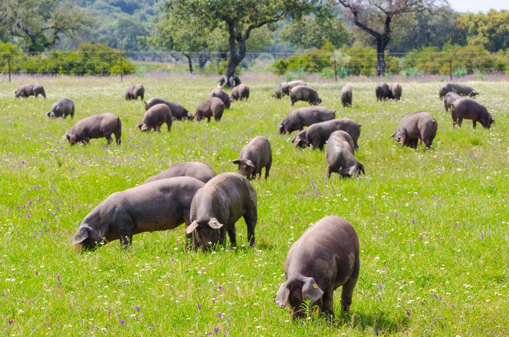 Cerdos ibéricos pastando en una dehesa de Badajoz.