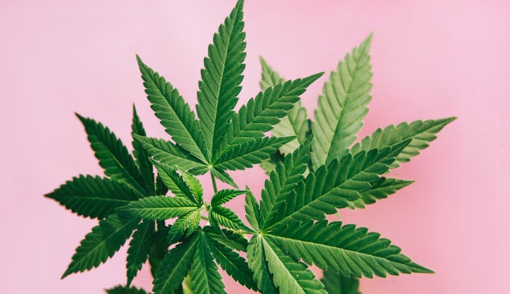 Imagen de archivo de unas hojas de marihuana.