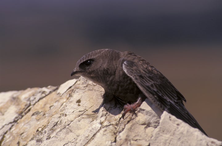 Vencejo.