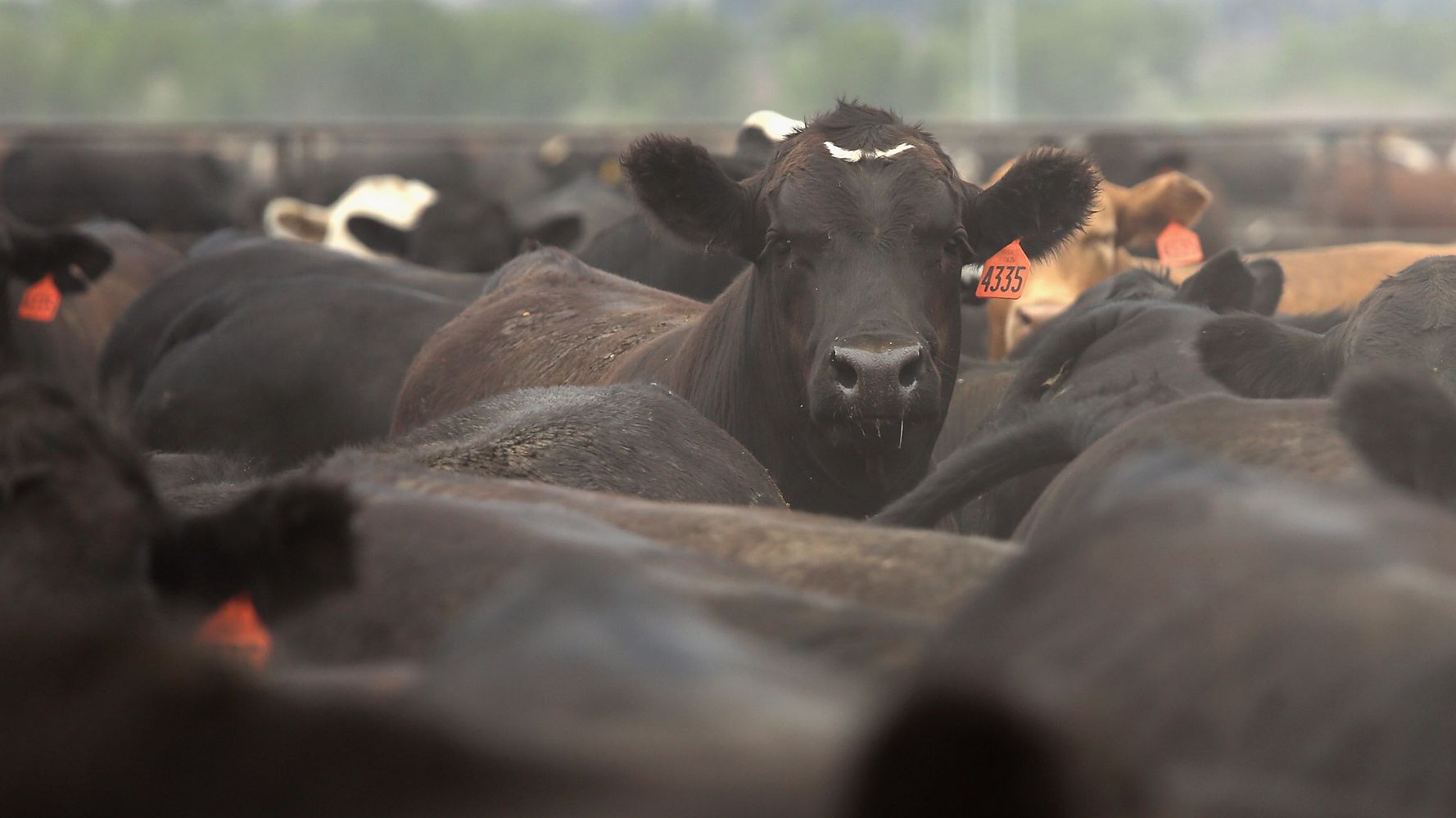 Thousands Of Cattle Killed By Brutal Heat, Humidity In Kansas