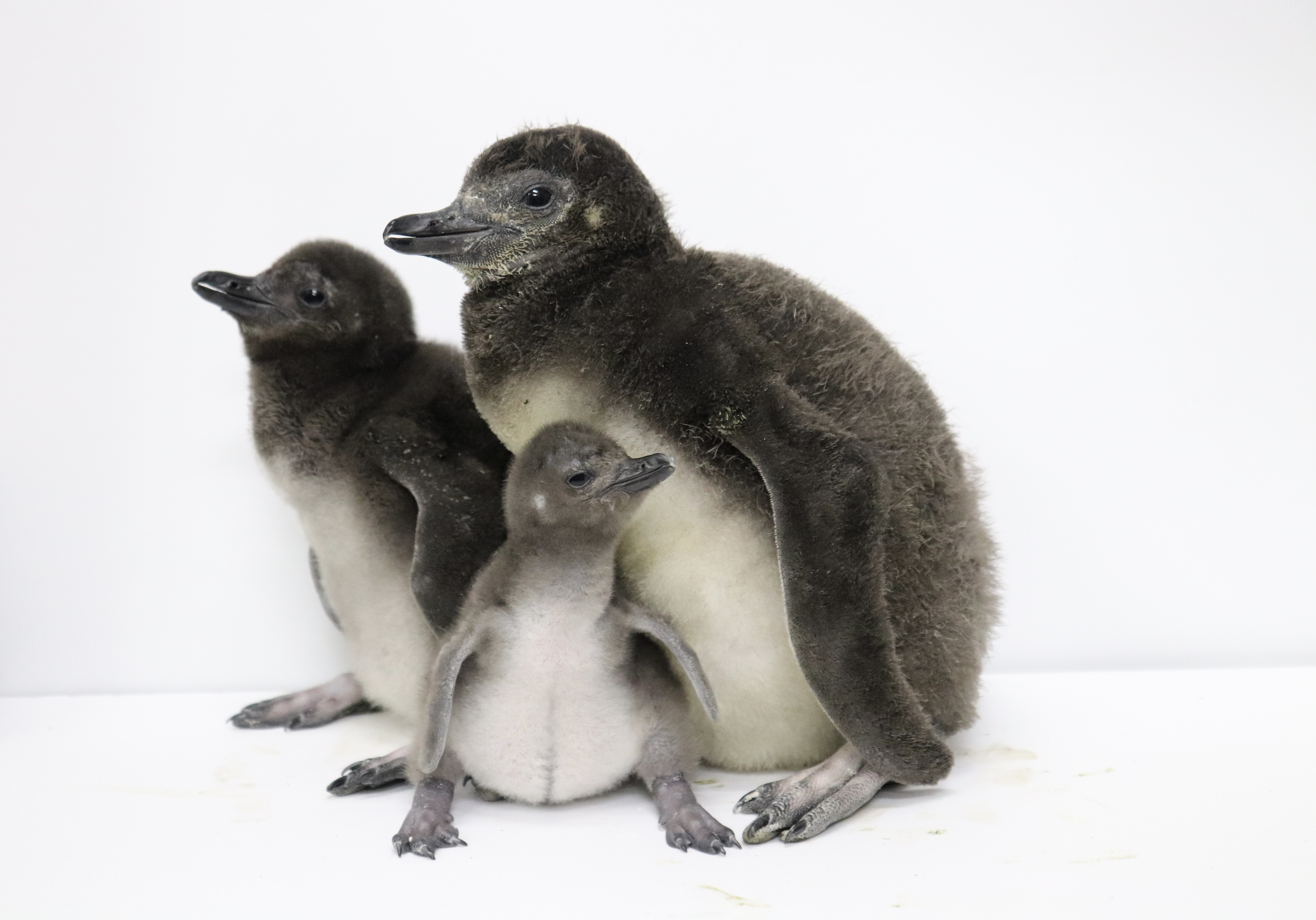 悶絶する可愛さ… すみだ水族館の赤ちゃんペンギン2羽が対照的すぎる