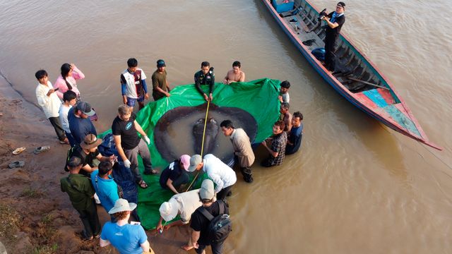 The World's Largest Freshwater Fish Is Caught In Cambodia.jpg