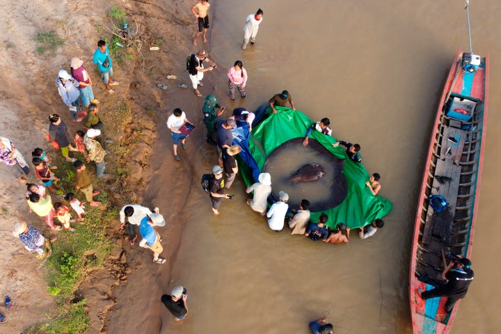 Village residents watch as researchers release a record-breaking giant freshwater stingray back into the Mekong River.