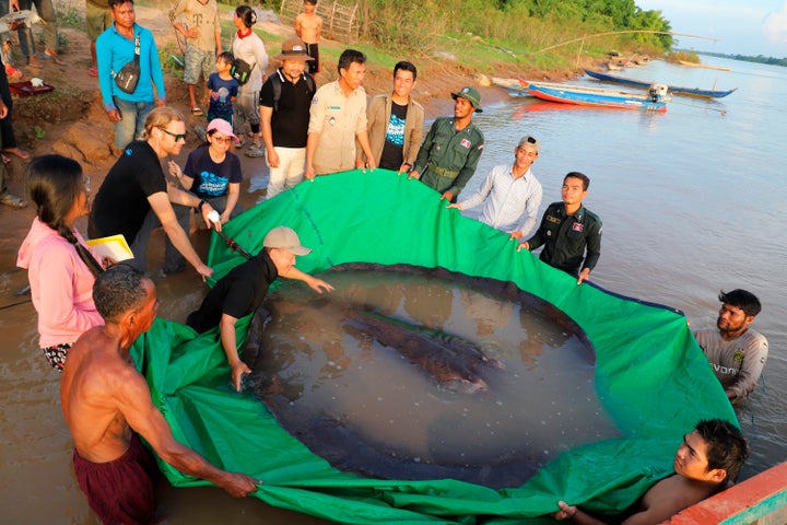 The stingray weighed about 660 pounds.