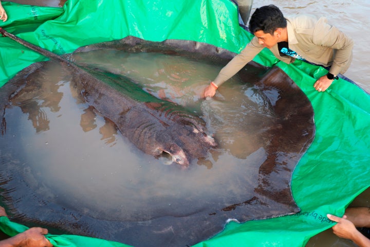 Researchers say the catch was a hopeful sign for the Mekong River in the face of environmental challenges.