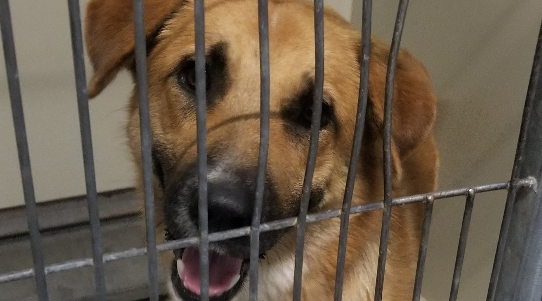 Dog Seen Running From Gorilla At San Diego Zoo Safely Reunited With Owner Dog Seen Running From Gorilla At San Diego Zoo Safely Reunited With Owner