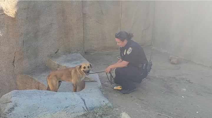 Meatball being rescued from the gorilla enclosure.